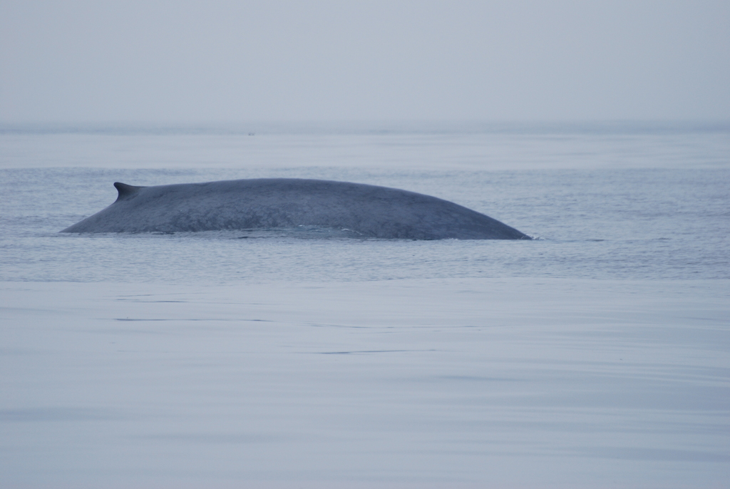 rorqual bleu