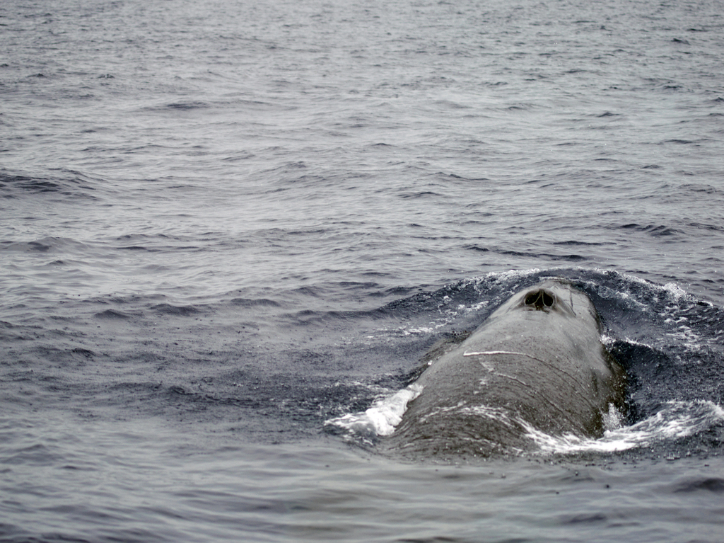Eden's Whale