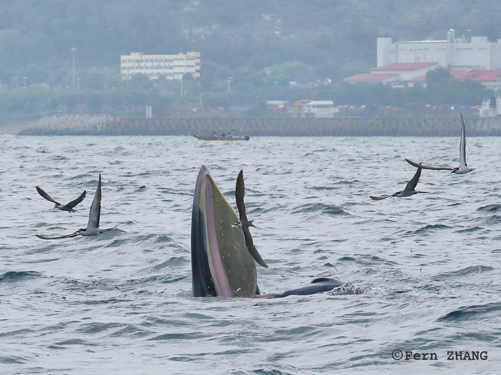 Eden's Whale
