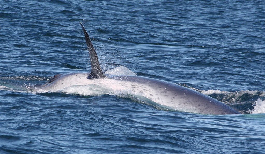 Eden's Whale