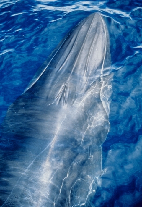 Eden's Whale