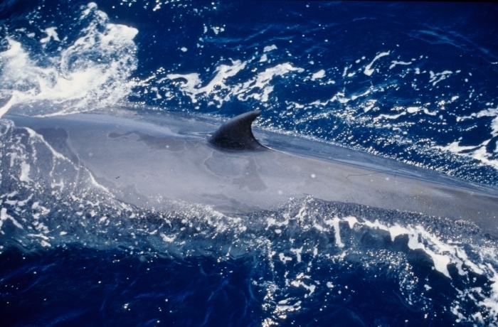 Eden's Whale