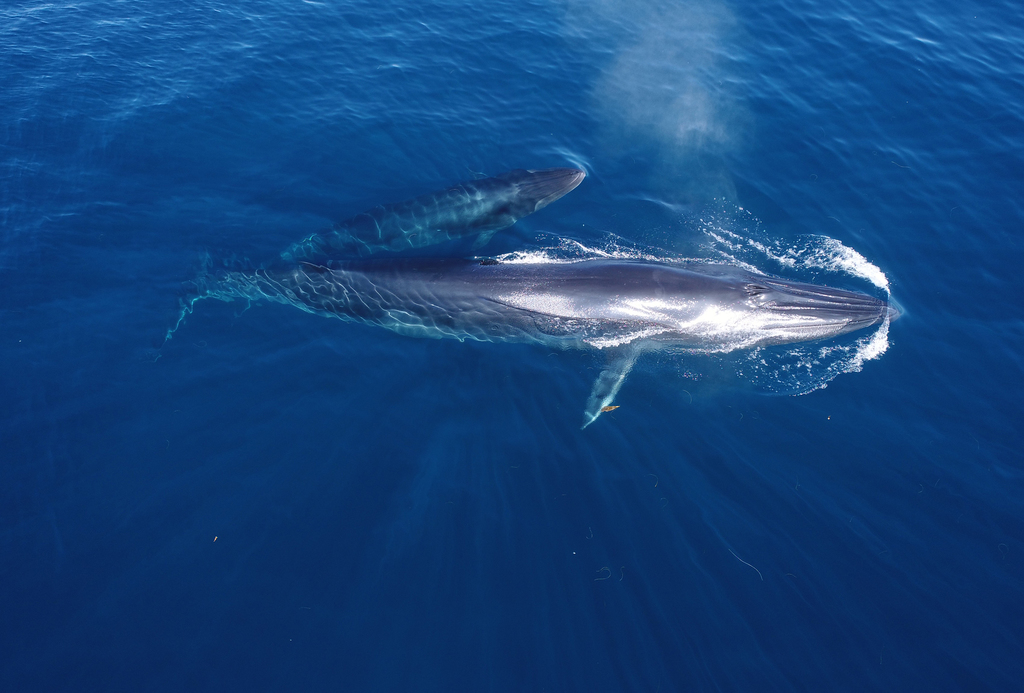 Rorqual d'Eden
