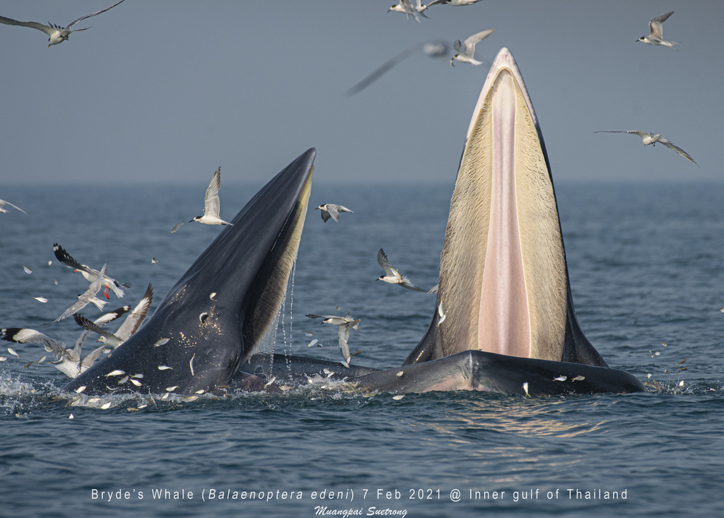 Eden's Whale