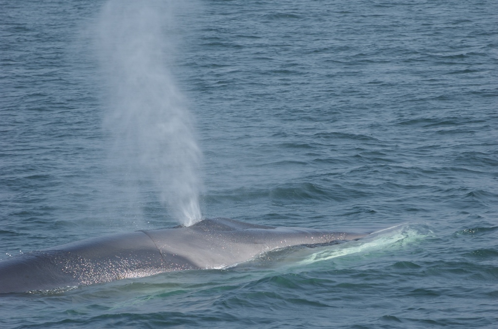 Fin Whale