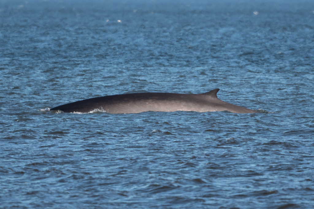 Fin Whale
