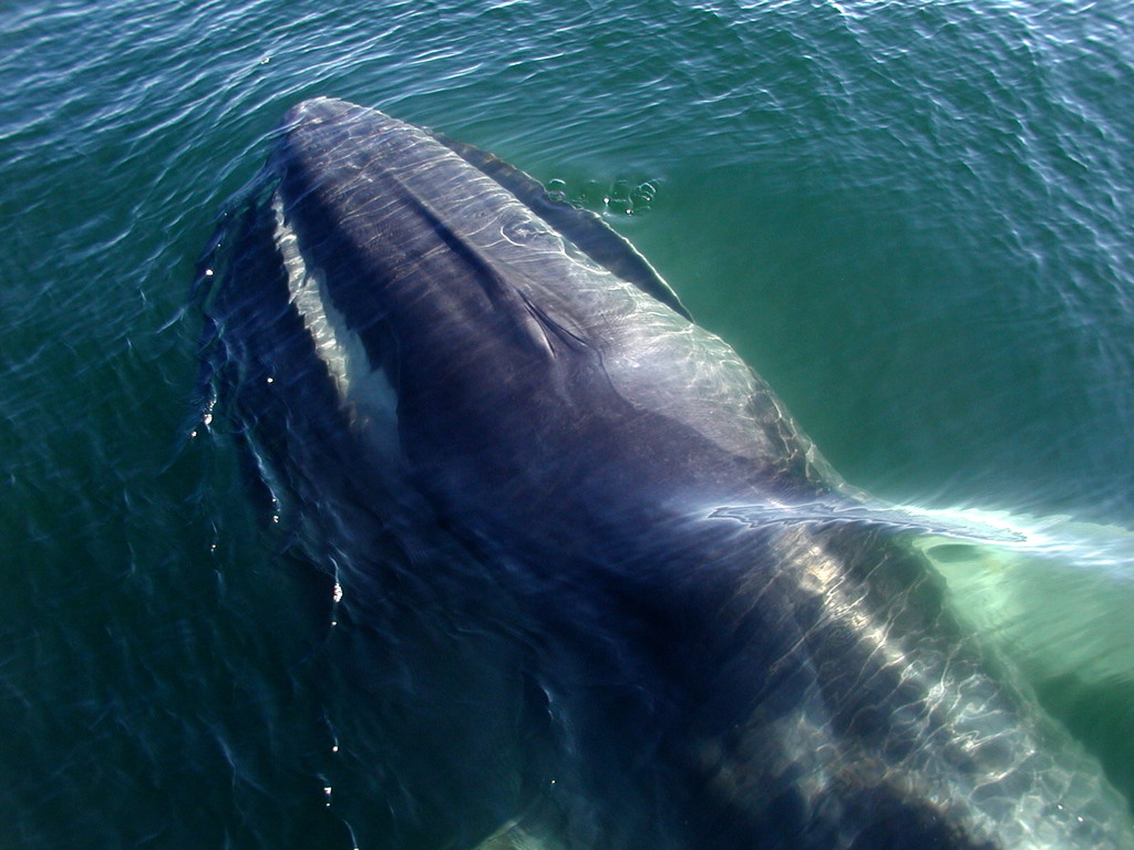 Fin Whale
