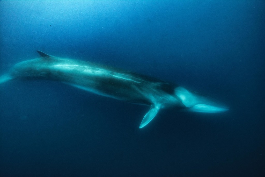 Fin Whale