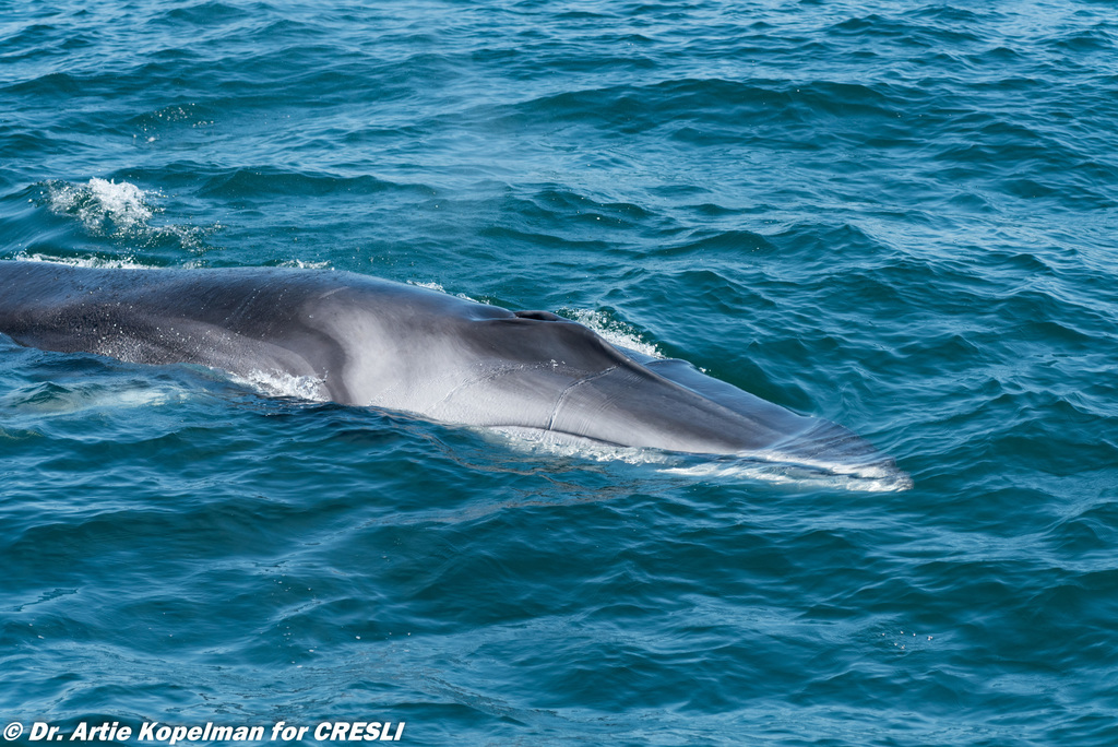 Fin Whale
