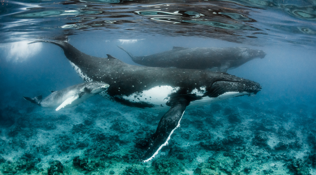 Baleine à bosse