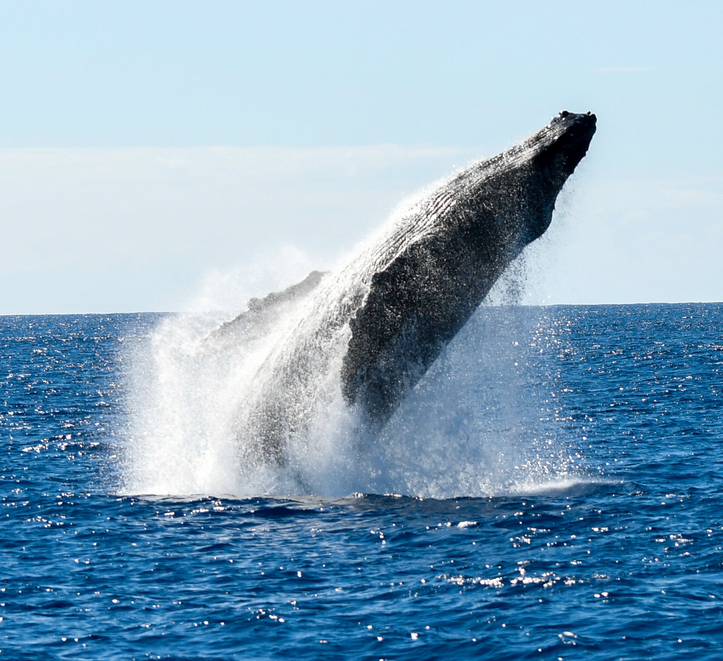 Baleine à bosse