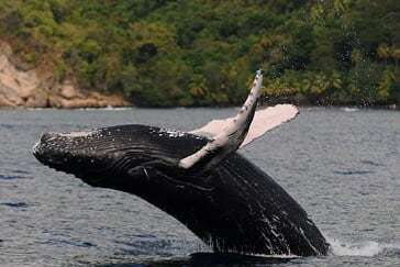 Baleine à bosse