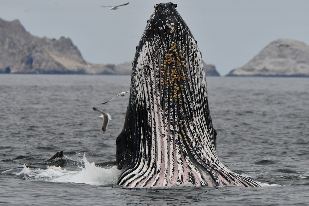 Baleine à bosse