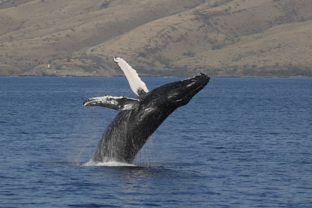 Baleine à bosse