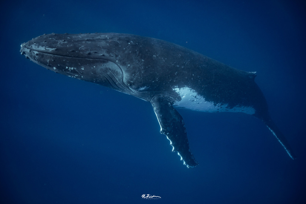 Baleine à bosse