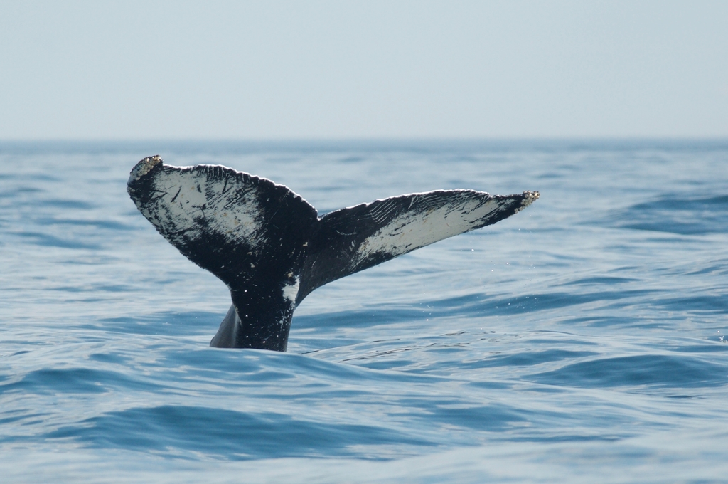 Baleine à bosse