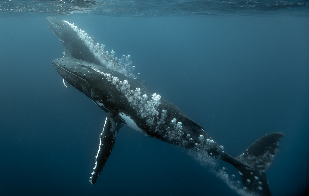Baleine à bosse