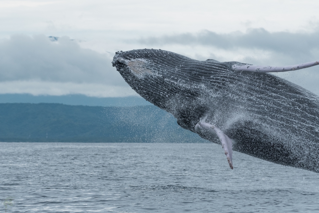 Baleine à bosse