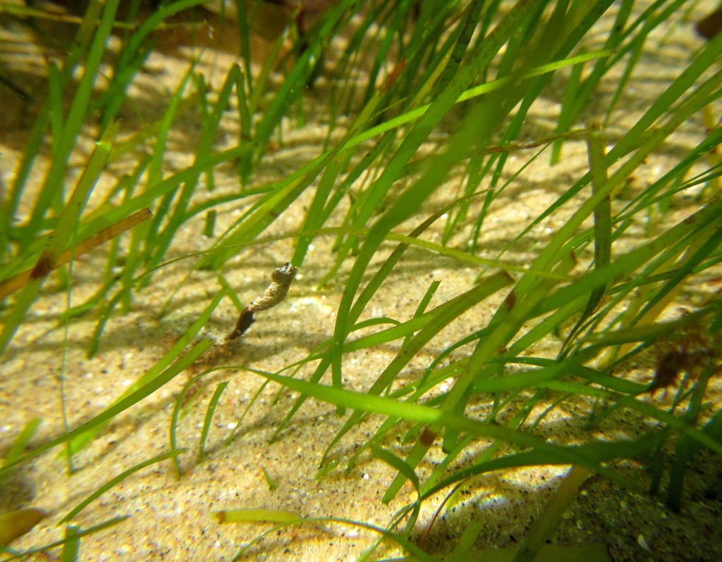 Narrowleaf Seagrass