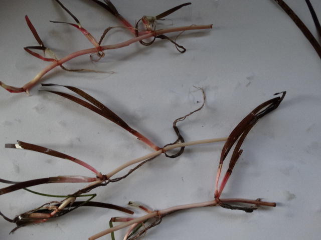 Narrowleaf Seagrass