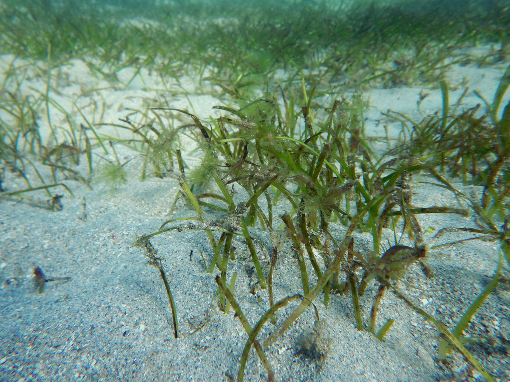Narrowleaf Seagrass