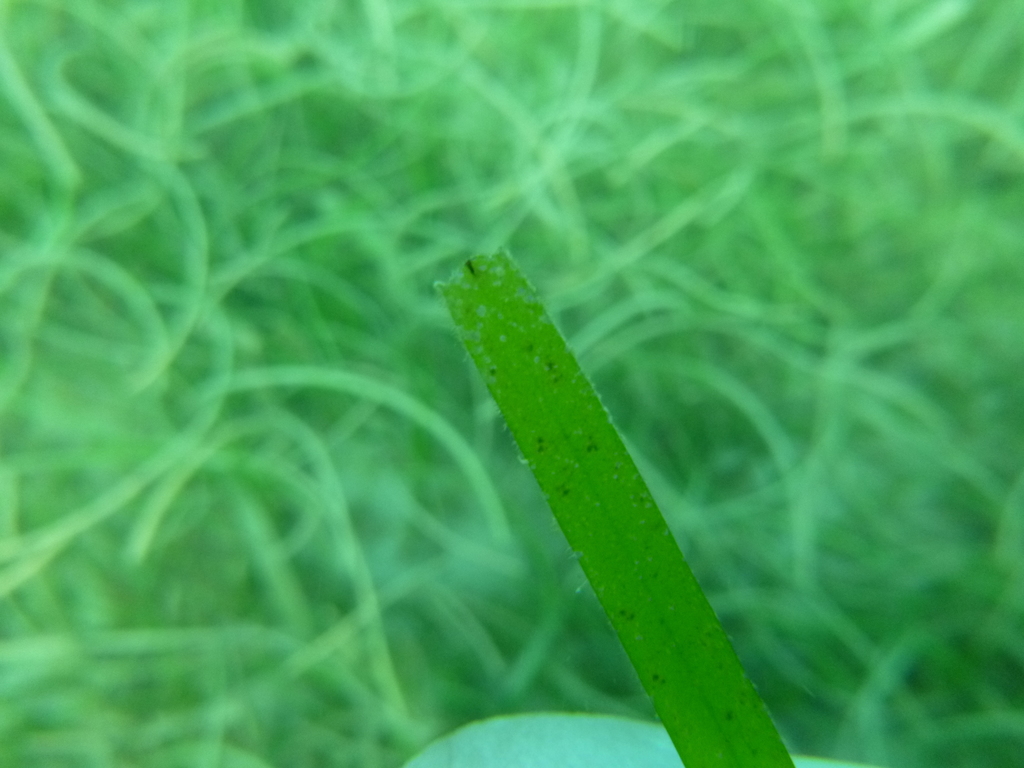 Narrowleaf Seagrass