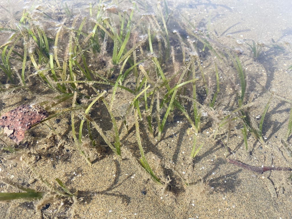 Narrowleaf Seagrass