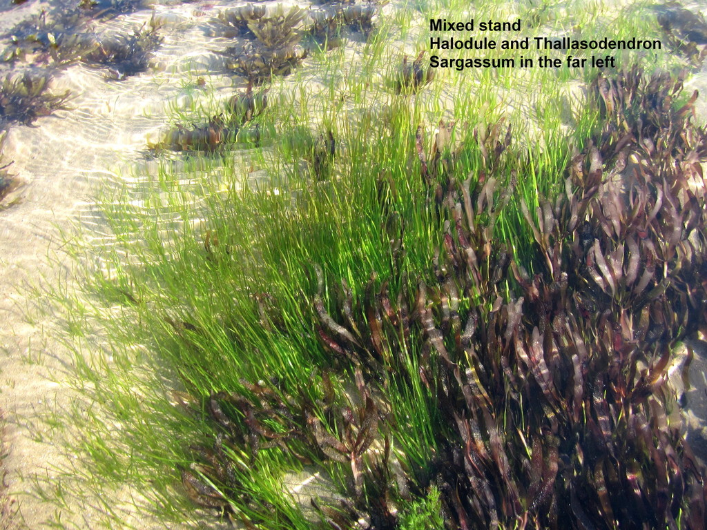 Narrowleaf Seagrass
