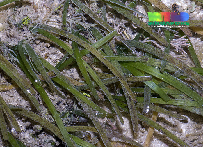 Narrowleaf Seagrass