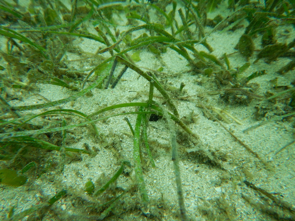 Narrowleaf Seagrass