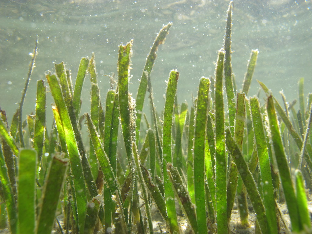 Narrowleaf Seagrass