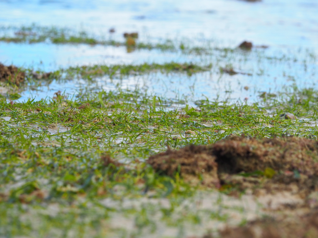Narrowleaf Seagrass