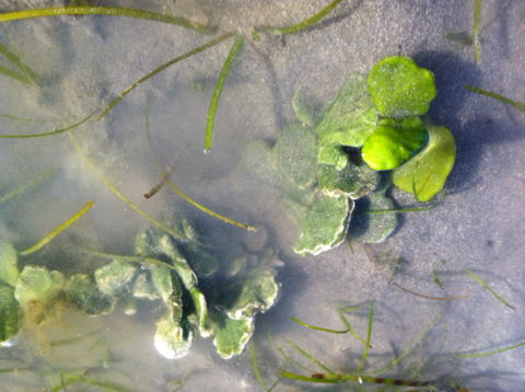 erect sea cactus