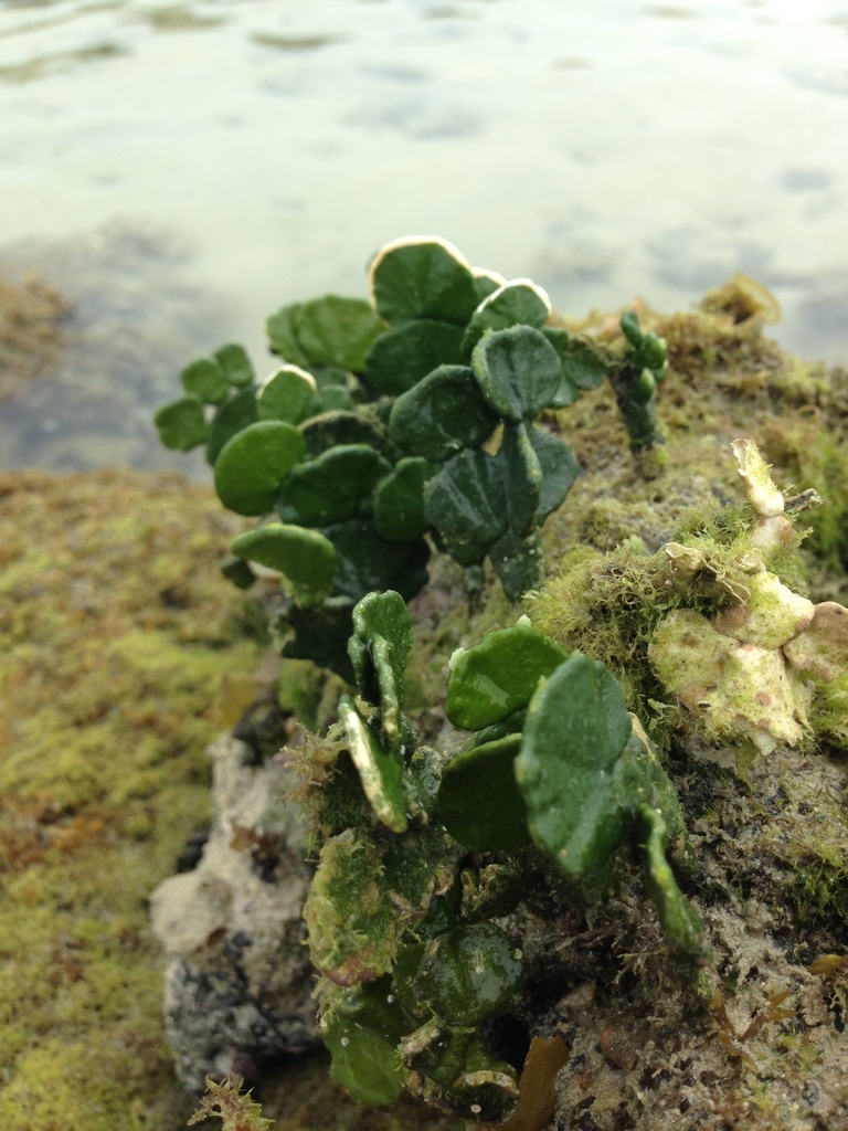 Erect Sea Cactus