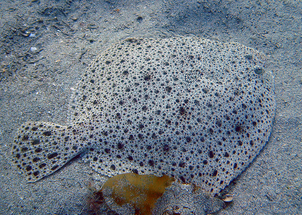 Turbot