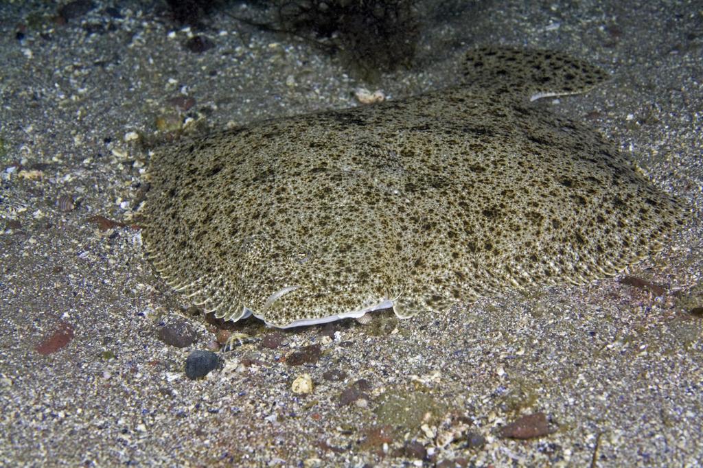 Turbot