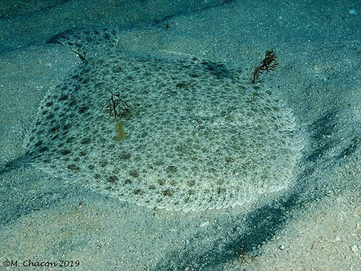 Turbot