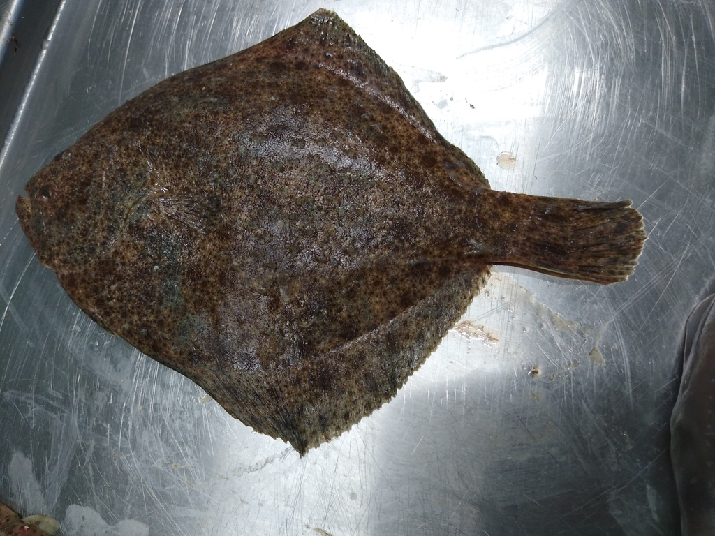 Turbot