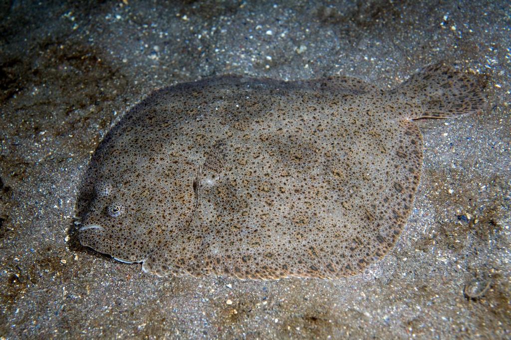 Turbot