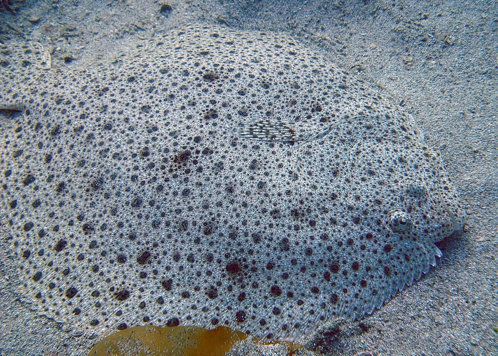 Turbot