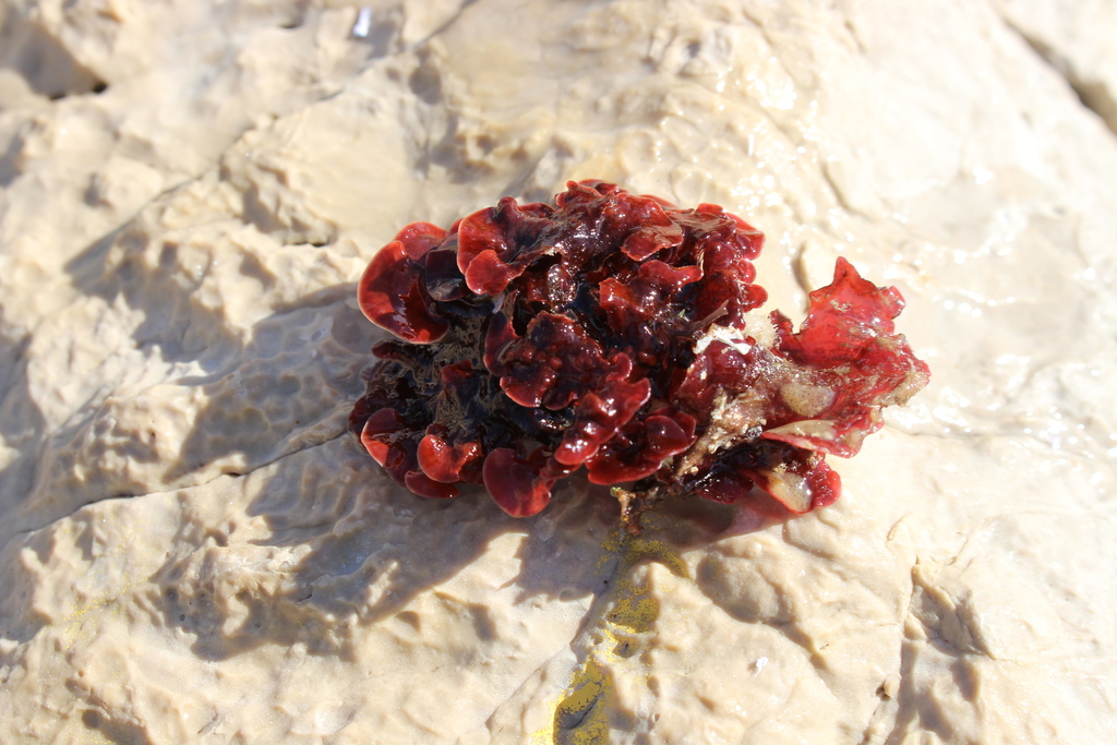 Sea Rose