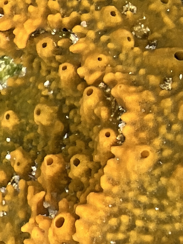 crumb-of-bread sponge