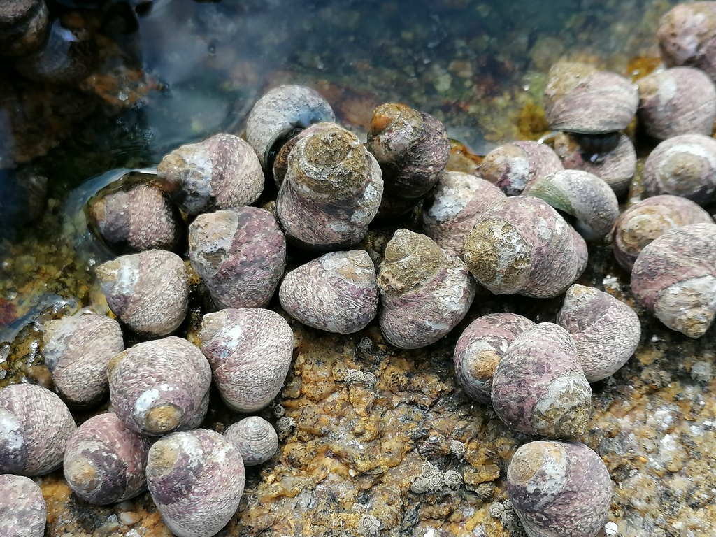 Lined Top Shell