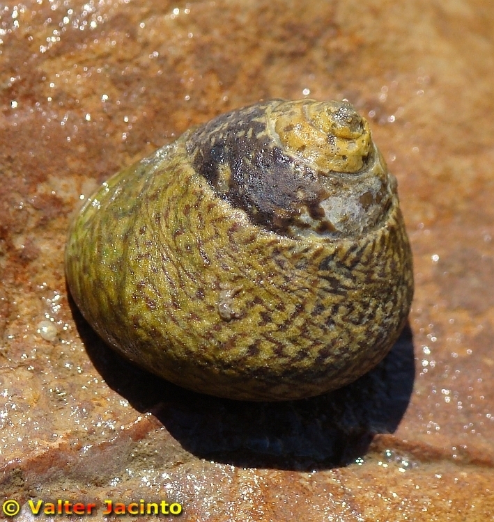 Lined Top Shell