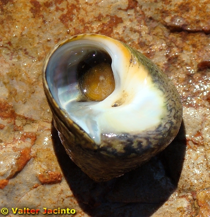 Lined Top Shell
