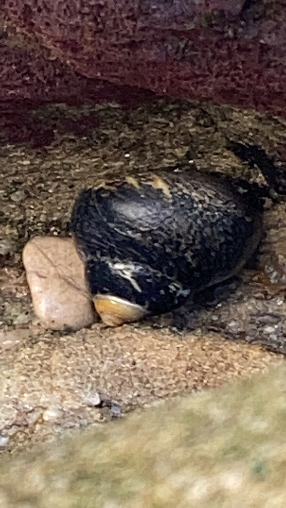 Lined Top Shell