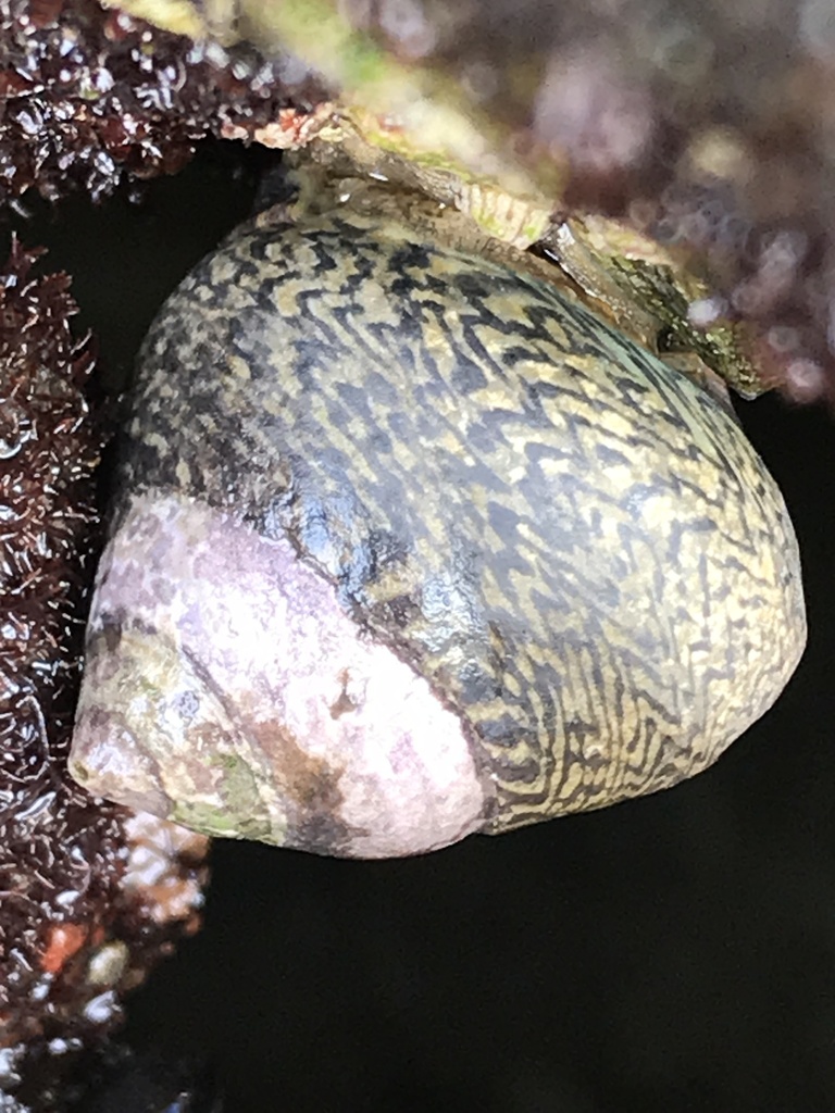 Lined Top Shell
