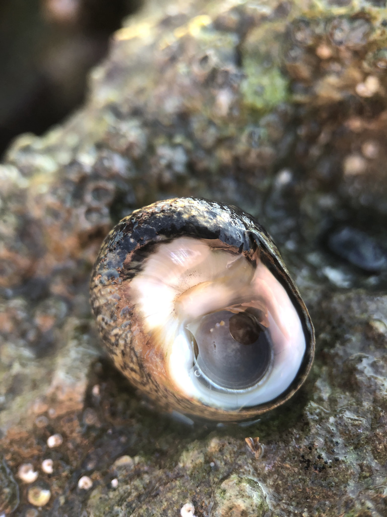 Lined Top Shell