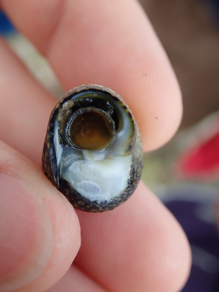 Lined Top Shell