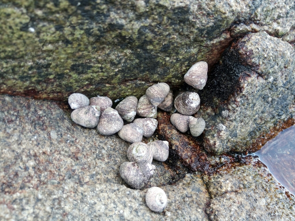 Lined Top Shell